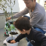 オリーブ植樹の様子