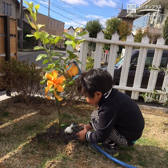 レモン植樹の様子