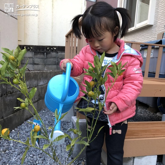 キンカン植樹の様子