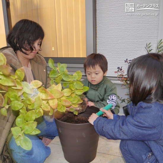 ブルーベリー植樹の様子