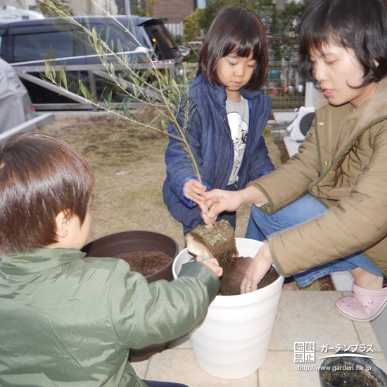 オリーブ植樹の様子