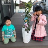 植樹前のレモン