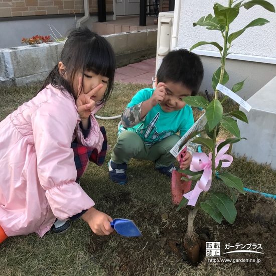 レモン植樹中の様子