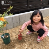 オリーブ植樹の様子