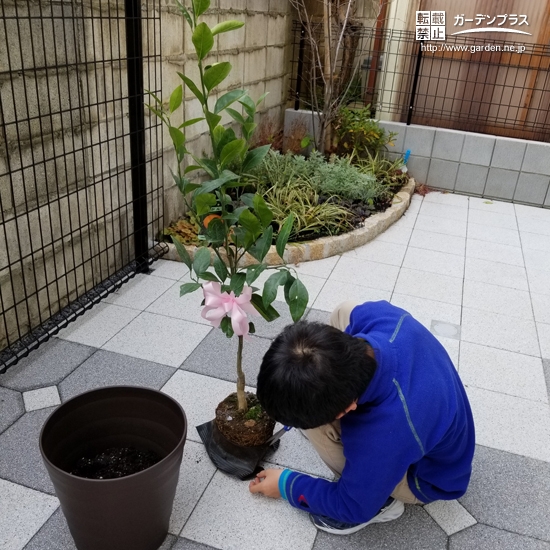 温州ミカン植樹の様子①