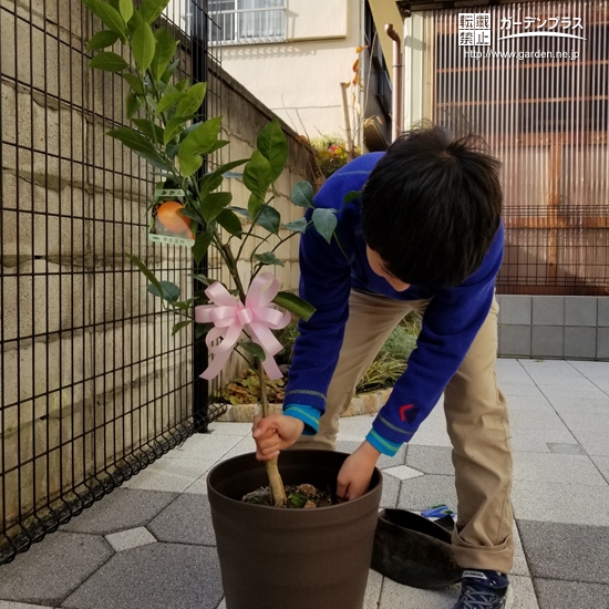 温州ミカン植樹の様子②