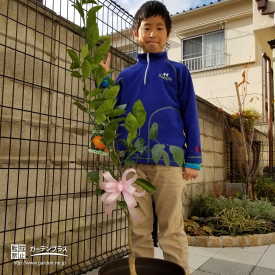 植樹後の温州ミカン