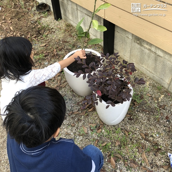 温州ミカンと紅葉トキワマンサク植樹の様子