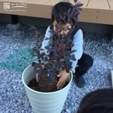 紅葉トキワマンサク植樹の様子