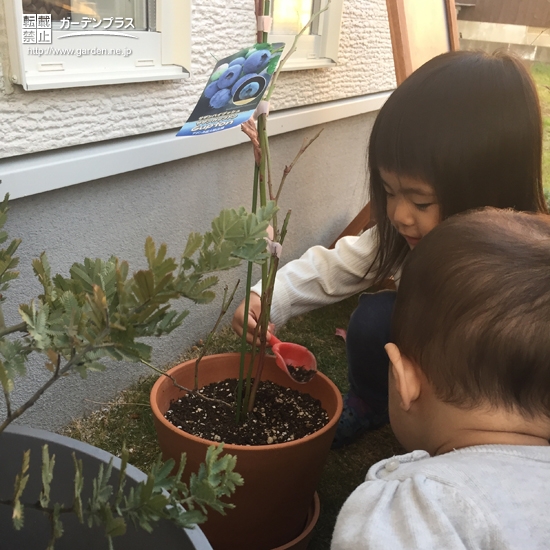 ブルーベリー植樹の様子①