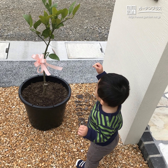 植樹後の温州ミカン①