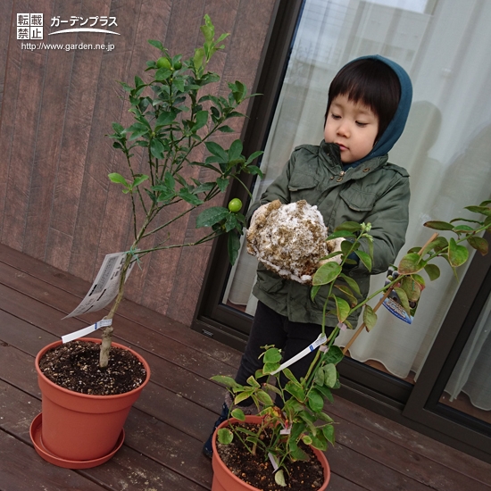 植樹後のキンカンとブルーベリー②