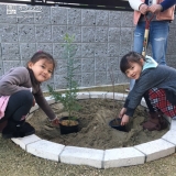 ミモザとセイヨウニンジンボク植樹の様子