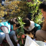 温州ミカン植樹の様子