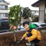 温州ミカン植樹の様子