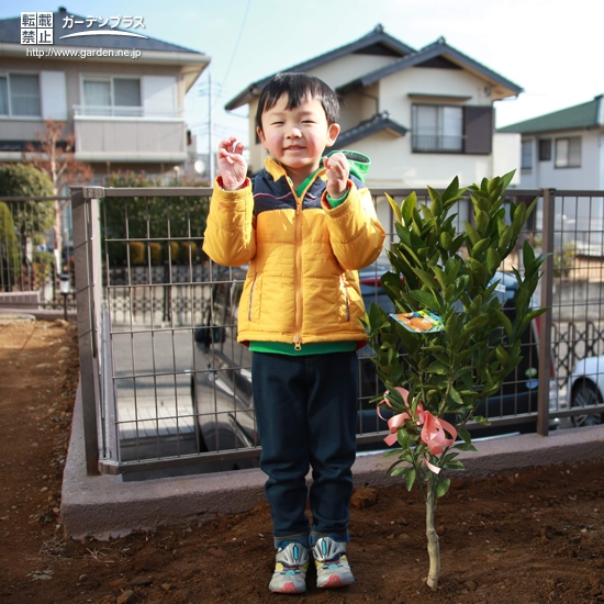 温州ミカン植樹後のお写真