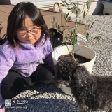 植樹後のオリーブ