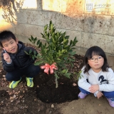 植樹後の温州ミカン