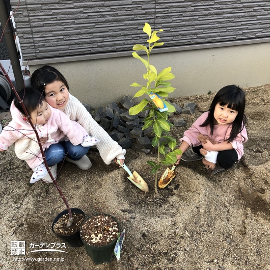 レモン植樹の様子