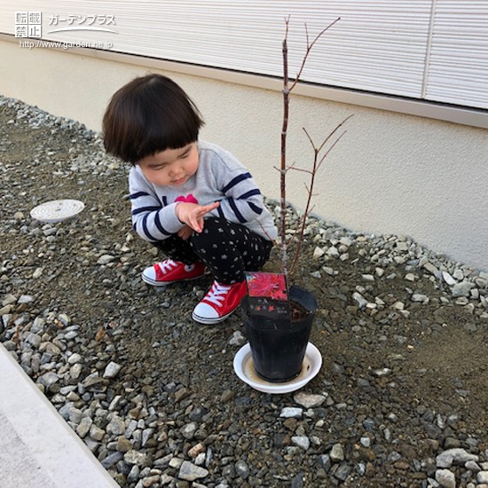 植樹前のもみじ（カエデ）