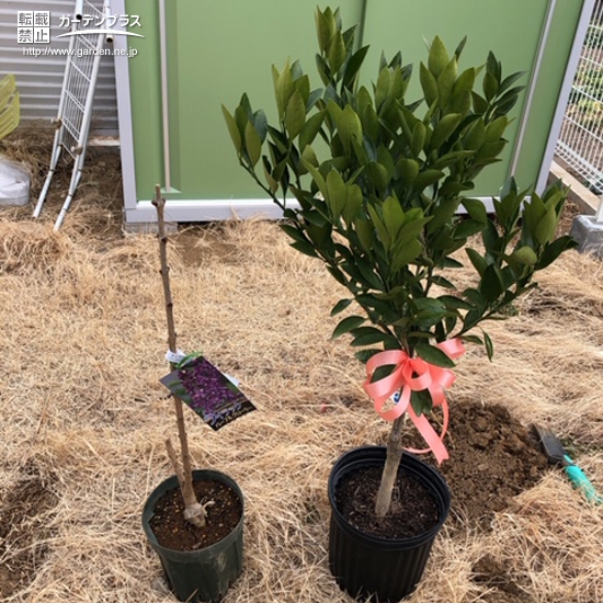 温州ミカンとライラック植樹前の様子