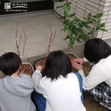 レモンとブルーベリー植樹の様子②