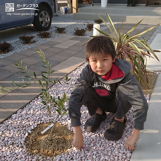 植樹後のオリーブ