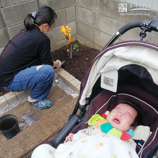 ブルーベリー植樹の様子