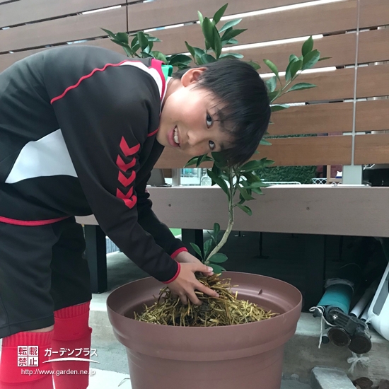 温州ミカン植樹の様子①