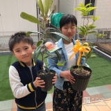 植樹前のビワと四季咲きモクセイ