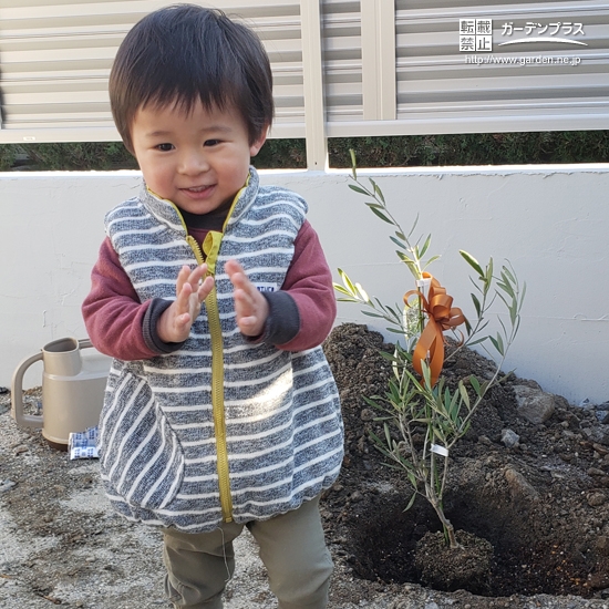 オリーブ植樹の様子②