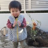 オリーブ植樹の様子②