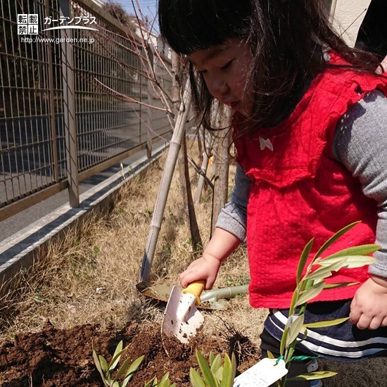 オリーブ植樹の様子①