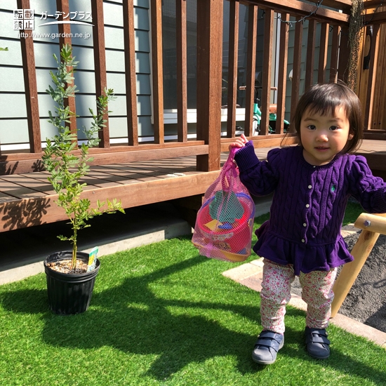 植樹前のミモザ①