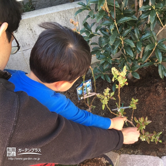 ブルーベリー植樹の様子