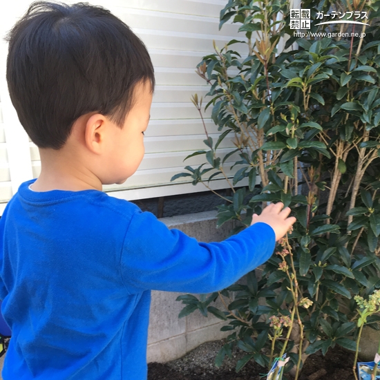 ブルーベリー植樹後の様子