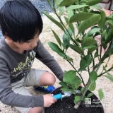 温州ミカン植樹の様子
