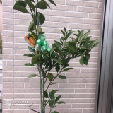 植樹後の温州ミカン