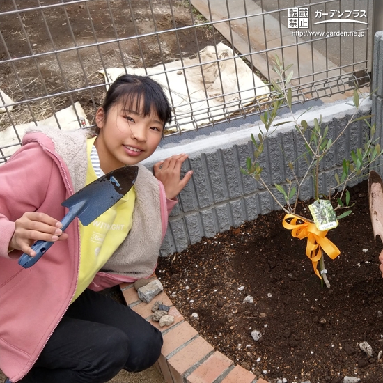 植樹後のオリーブ