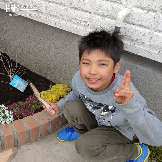 植樹後のセイヨウニンジンボク