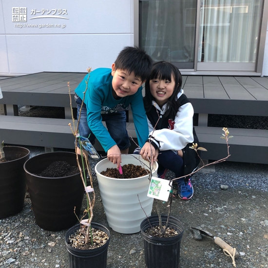 ジューンベリーとブルーベリー植樹の様子
