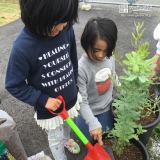 ミモザ植樹の様子