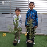 キンモクセイと月桂樹植樹後のお写真