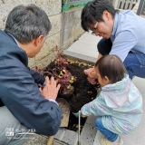 紅葉トキワマンサク植樹の様子①