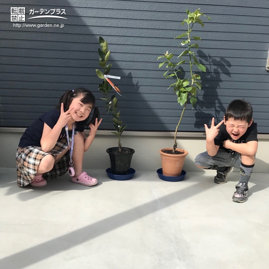 温州ミカンとレモン植樹後のお写真