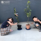 温州ミカンとレモン植樹の様子