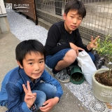 オリーブ植樹の様子