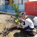 温州ミカン植樹の様子①