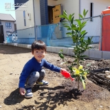 温州ミカン植樹の様子②