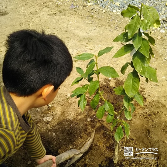 レモン植樹の様子